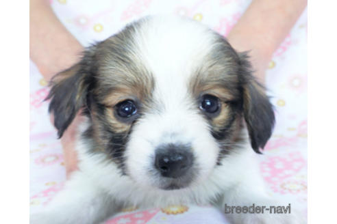 成約済の千葉県のパピヨン-164605の20枚目