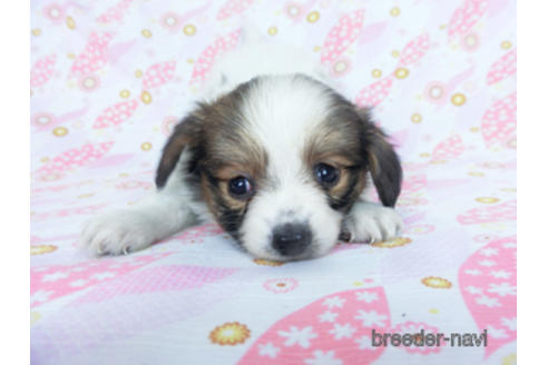 成約済の千葉県のパピヨン-164605の18枚目