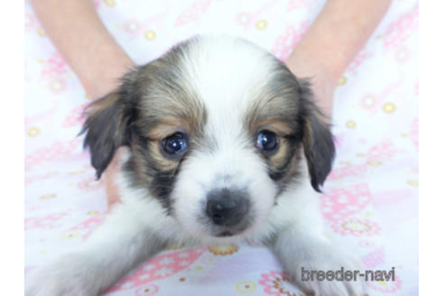 成約済の千葉県のパピヨン-164605の17枚目