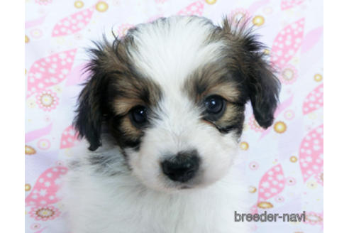 成約済の千葉県のパピヨン-164608の1枚目