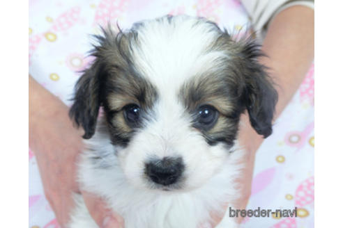 成約済の千葉県のパピヨン-164608の4枚目