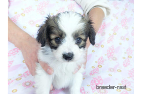 成約済の千葉県のパピヨン-164608の2枚目