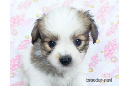 成約済の千葉県のパピヨン-164611の16枚目