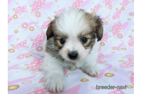 成約済の千葉県のパピヨン-164611の14枚目