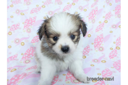 成約済の千葉県のパピヨン-164611の13枚目