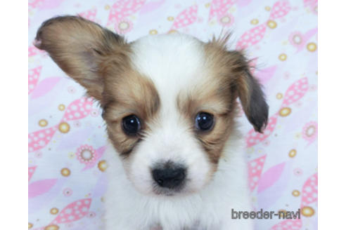 成約済の千葉県のパピヨン-164613の12枚目