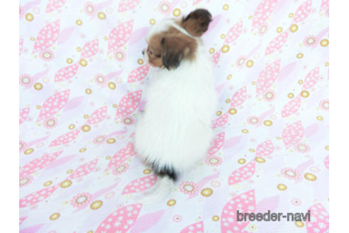 成約済の千葉県のパピヨン-164613の11枚目