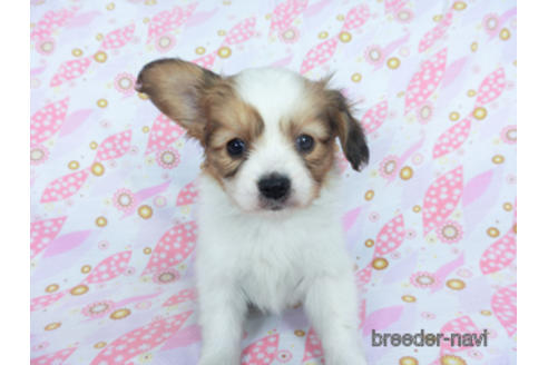 成約済の千葉県のパピヨン-164613の10枚目