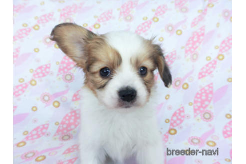 成約済の千葉県のパピヨン-164613の9枚目