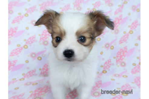 成約済の千葉県のパピヨン-164617の14枚目