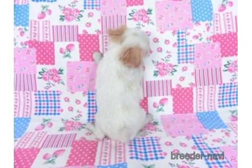 成約済の千葉県のミックス犬-165316の16枚目