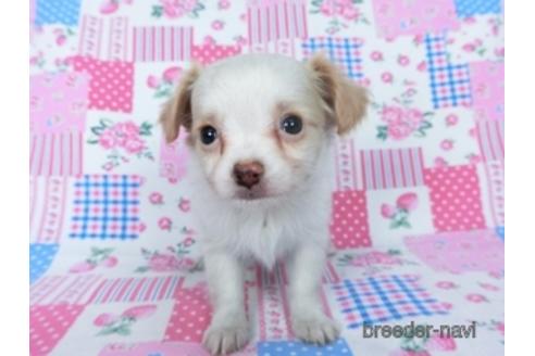 成約済の千葉県のミックス犬-165316の15枚目