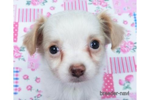 成約済の千葉県のミックス犬-165316の14枚目