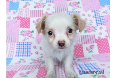 成約済の千葉県のミックス犬-165316の13枚目