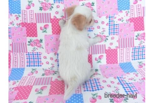 成約済の千葉県のミックス犬-165315の3枚目