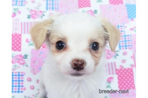 成約済の千葉県のミックス犬-165315