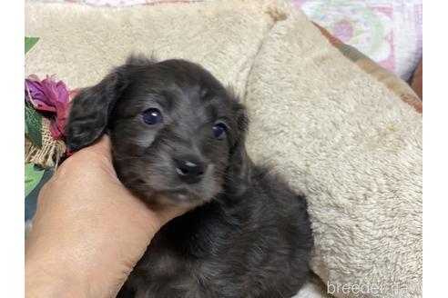 兵庫県のミックス犬 女の子 21 12 23生まれ 可愛いダップーの女の子 子犬id ブリーダーナビ