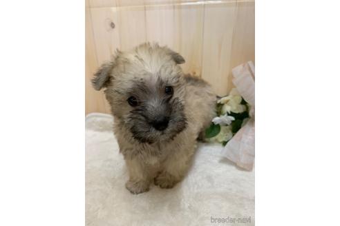 成約済の岡山県のミックス犬-166266の2枚目