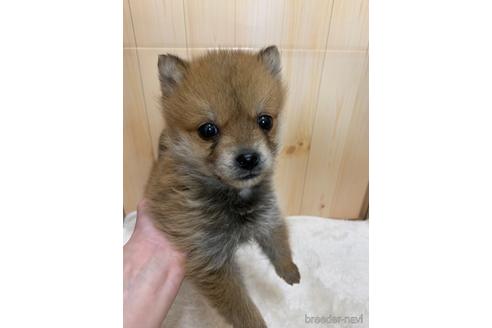 成約済の岡山県のミックス犬-166269の1枚目