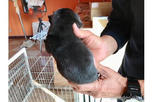 成約済の山口県のパグ-165599の9枚目