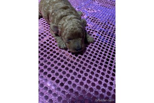 成約済の愛知県のタイニープードル-166280の4枚目