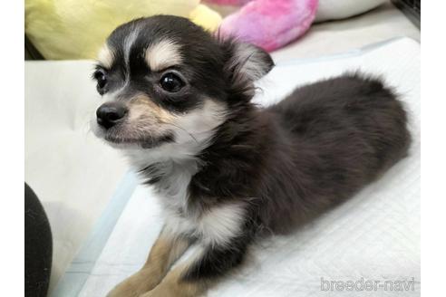 成約済の兵庫県のチワワ(ロングコート)-159709の2枚目