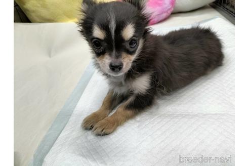 成約済の兵庫県のチワワ(ロングコート)-159709の4枚目