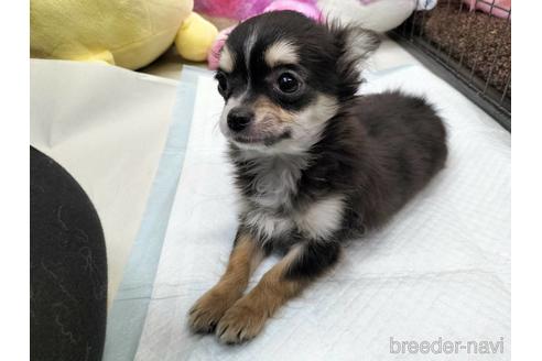 成約済の兵庫県のチワワ(ロングコート)-159709の5枚目