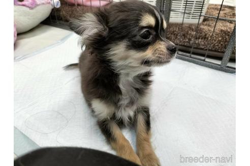 成約済の兵庫県のチワワ(ロングコート)-159709の6枚目