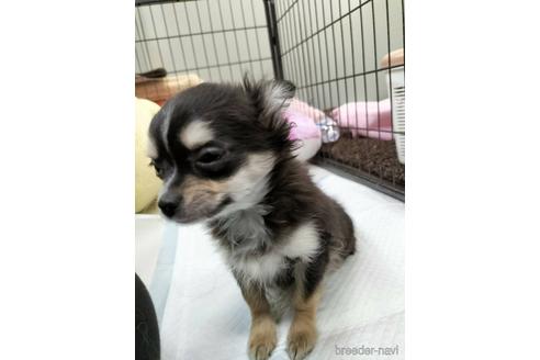 成約済の兵庫県のチワワ(ロングコート)-159709の7枚目