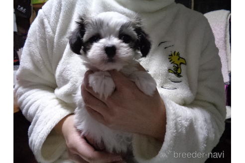 成約済の栃木県のミックス犬-166294の4枚目