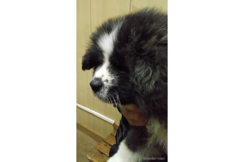 成約済の山梨県の秋田犬-166305の2枚目