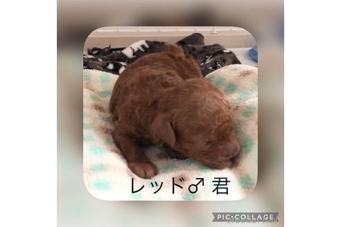 成約済の静岡県のトイプードル-166016の4枚目