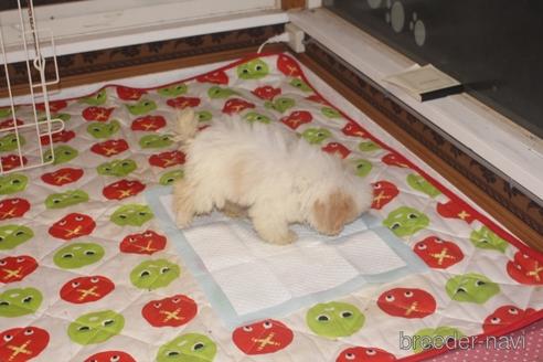 成約済の奈良県のトイプードル-166350の3枚目