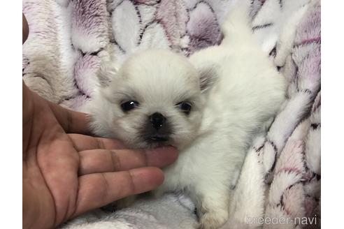 成約済の青森県のペキニーズ-166360の2枚目