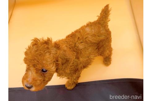 成約済の東京都のトイプードル-166395の2枚目