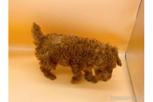 成約済の東京都のトイプードル-166395の3枚目