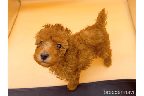 成約済の東京都のトイプードル-166395の1枚目