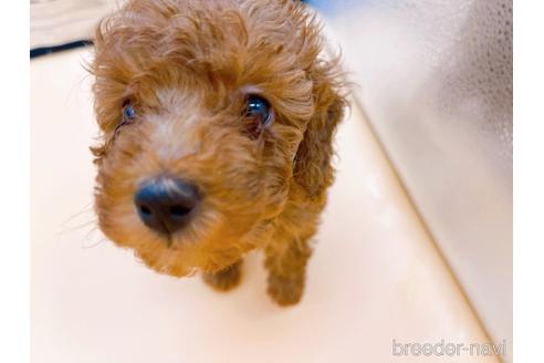 成約済の東京都のトイプードル-166395の4枚目