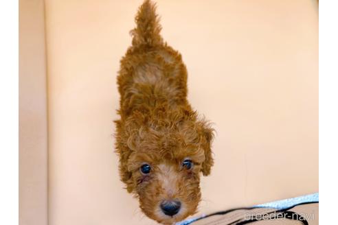 成約済の東京都のトイプードル-166395の5枚目