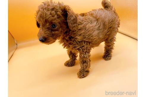 成約済の東京都のトイプードル-166368の2枚目