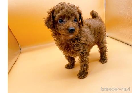 成約済の東京都のトイプードル-166368の5枚目