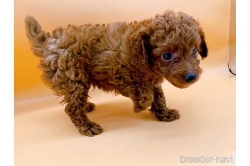 成約済の東京都のトイプードル-166368の6枚目