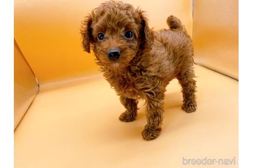 成約済の東京都のトイプードル-166368の1枚目