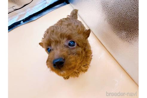 成約済の東京都のトイプードル-166368の7枚目