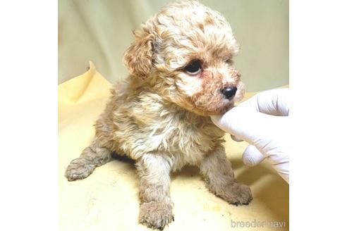 成約済の茨城県のミックス犬-163527の34枚目