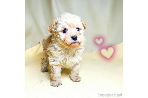 成約済の茨城県のミックス犬-163527の33枚目