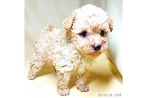 成約済の茨城県のミックス犬-163527の32枚目