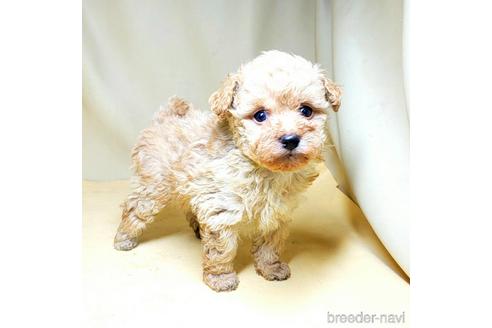 成約済の茨城県のミックス犬-163527の31枚目