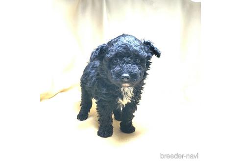 成約済の茨城県のミックス犬-163524の36枚目